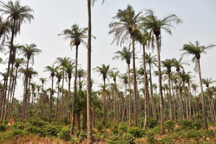Palm plantation Bubaque Guinea-Bissau