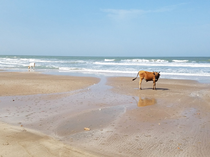 Beach cows in Kafountine, Casamance, Senegal