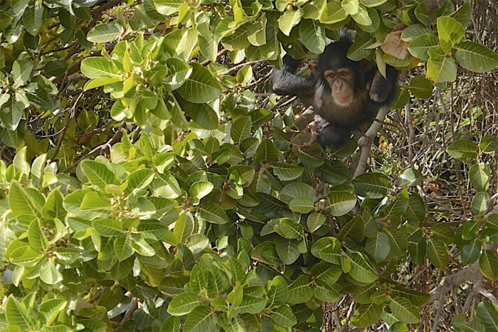 Chimpanzees in River National Park, the Gambia