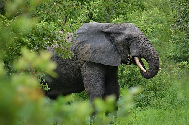 Elephant in Mole National Park, Ghana