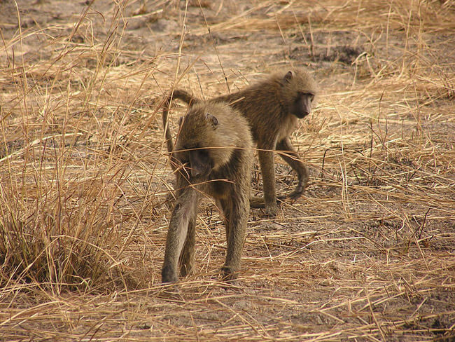 Baboons in Pendjari, National Park, Benin