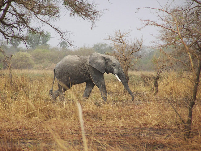 Elephant in a game reserve in West Africa